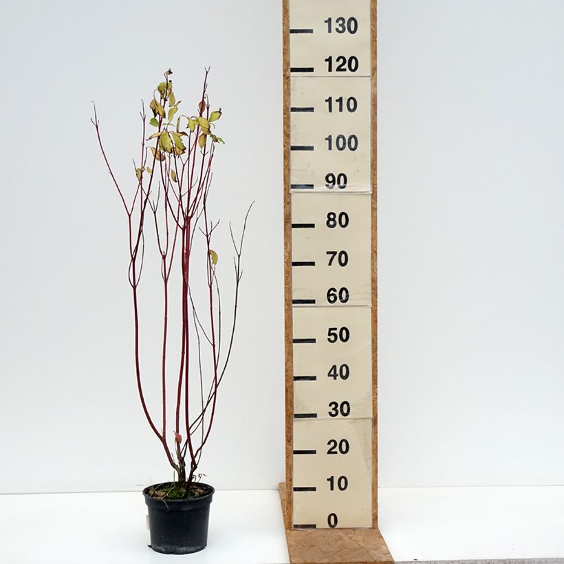 Cornus alba Aurea - White Dogwood 2L/3L pot sample as delivered in autumn