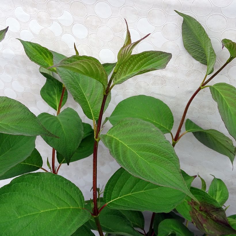 Cornus alba Baton Rouge - Red Dogwood (Foliage)