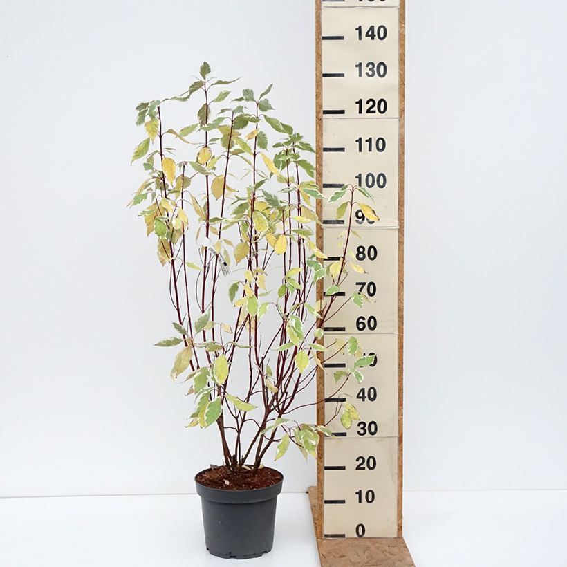 Cornus alba Elegantissima - White Dogwood 7.5L/10L pot sample as delivered in autumn