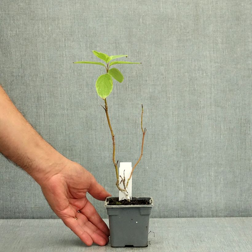 Cornus alba Gouchaultii - White Dogwood 8/9 cm pot sample as delivered in summer