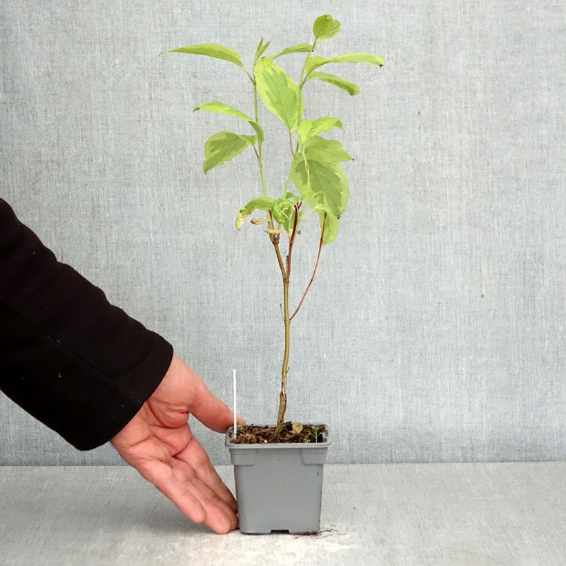 Cornus alba Gouchaultii - White Dogwood 8/9 cm pot sample as delivered in spring