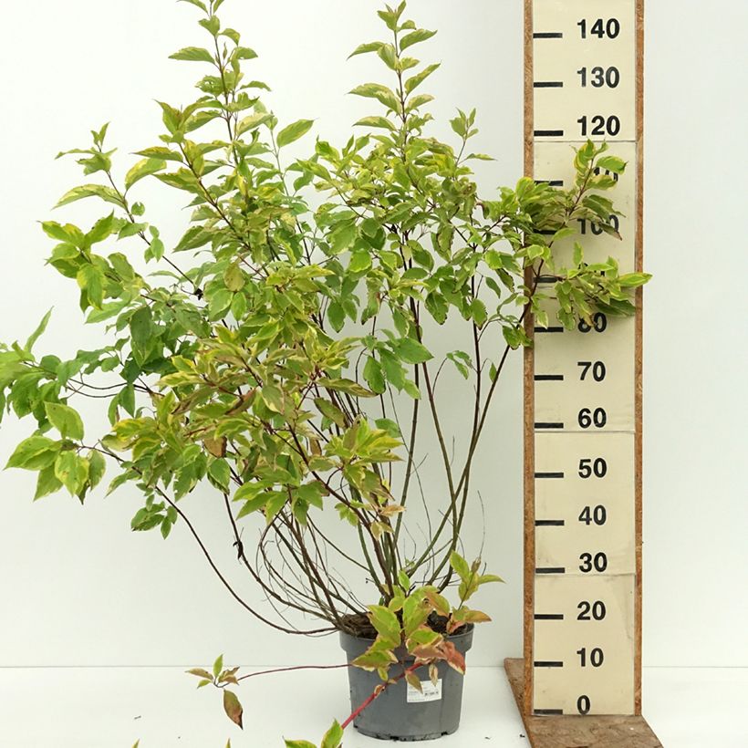 Cornus alba Gouchaultii - White Dogwood 7.5L/10L pot sample as delivered in summer