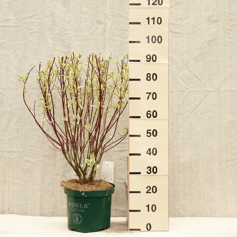 Cornus alba Ivory Halo - White Dogwood 7.5L/10L pot sample as delivered in spring