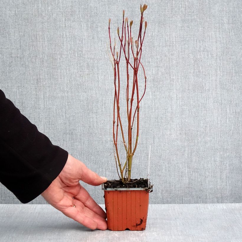 Cornus alba Neon Burst 8/9 cm pot sample as delivered in spring