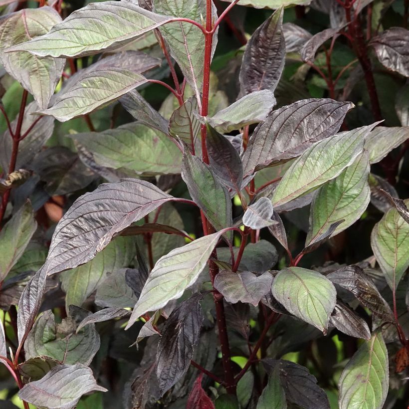 Cornus alba Nightfall - White Dogwood (Foliage)