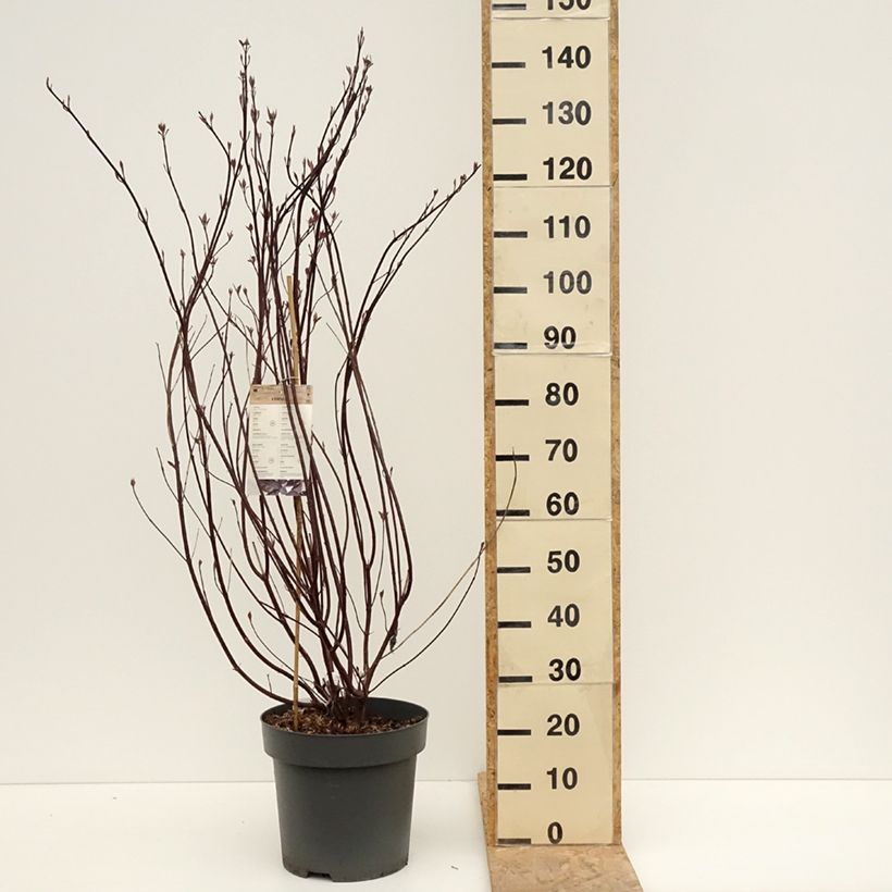 Cornus alba Nightfall - White Dogwood 7.5L/10L pot sample as delivered in spring