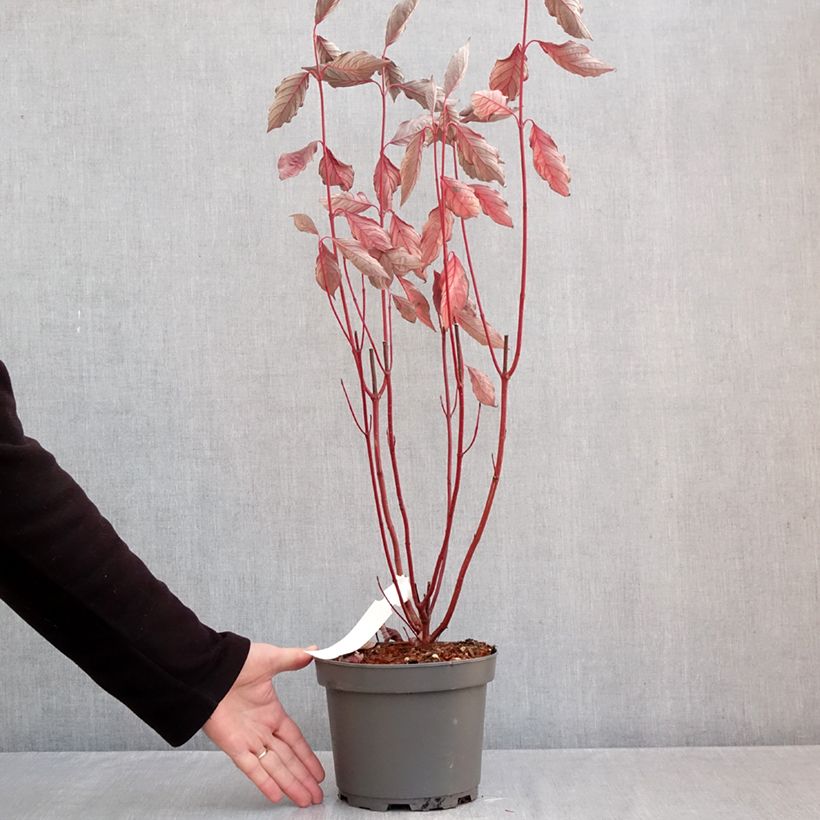 Cornus alba Nightfall - White Dogwood 3L/4L pot sample as delivered in autumn