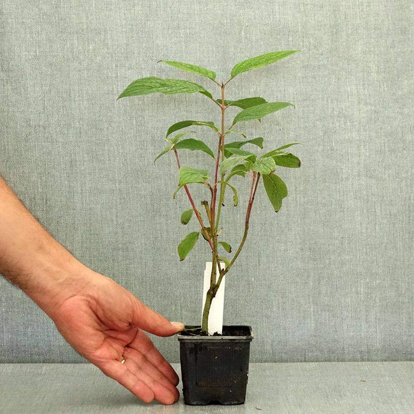 Cornus alba Siberian Pearls - White Dogwood 8/9 cm pot sample as delivered in summer