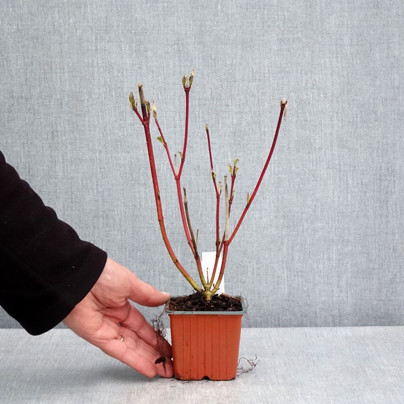 Cornus alba Sibirica - White Dogwood 8/9 cm pot sample as delivered in spring