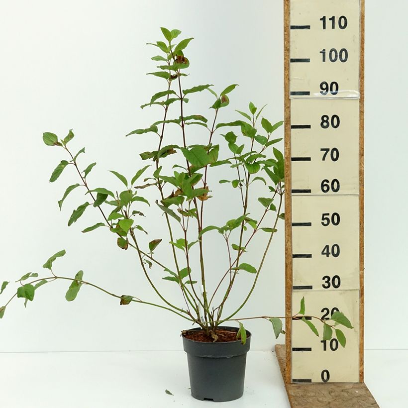 Cornus alba Sibirica - White Dogwood 6L/7L pot sample as delivered in summer