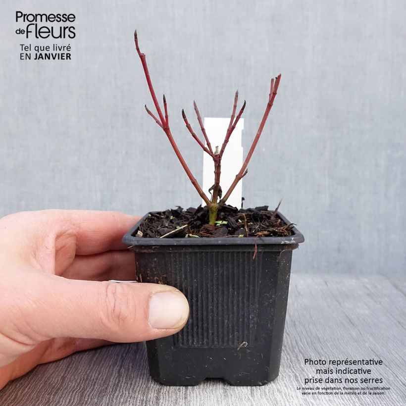 Cornus alba Sibirica Variegata - Variegated Dogwood 8/9 cm pot sample as delivered in winter