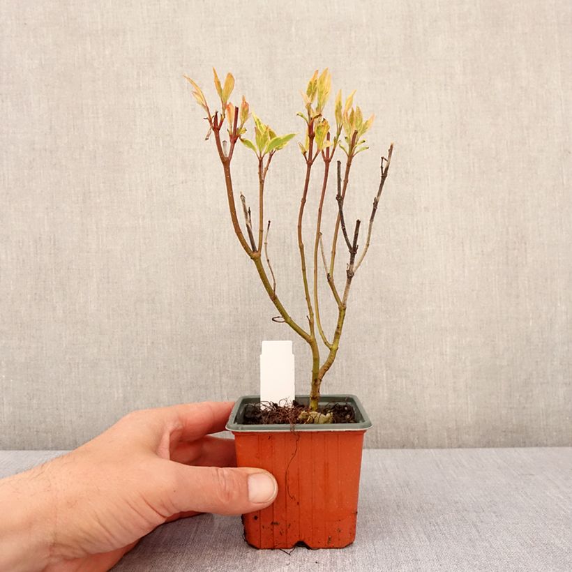 Cornus alba Spaethii - White Dogwood 8/9 cm pot sample as delivered in spring