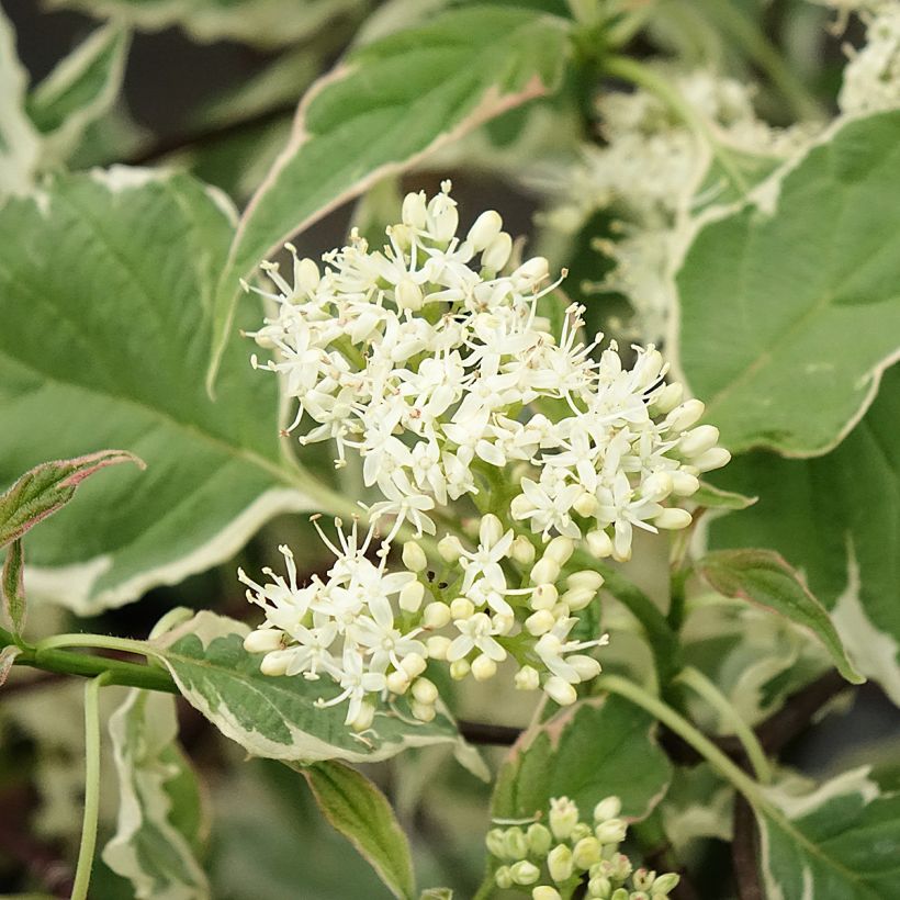 Cornus alternifolia Pinky Spot Minpinky - Pagoda Dogwood (Flowering)