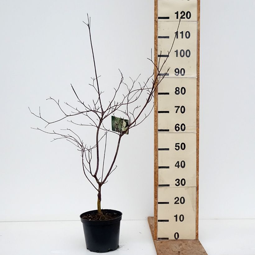 Cornus alternifolia Silver Giant - Pagoda Dogwood 4L/5L pot sample as delivered in winter