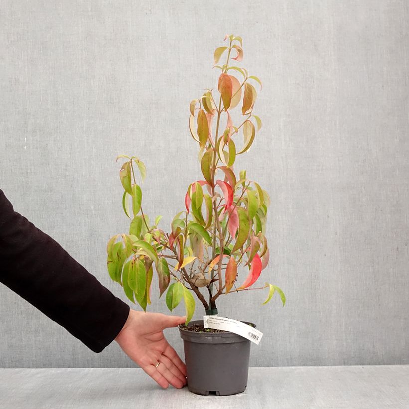 Cornus angustata Empress of China - Flowering Dogwood 2L/3L pot sample as delivered in autumn
