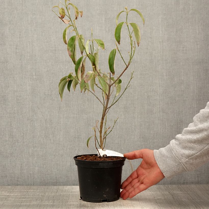 Cornus angustata Empress of China - Flowering Dogwood 2L/3L pot sample as delivered in spring