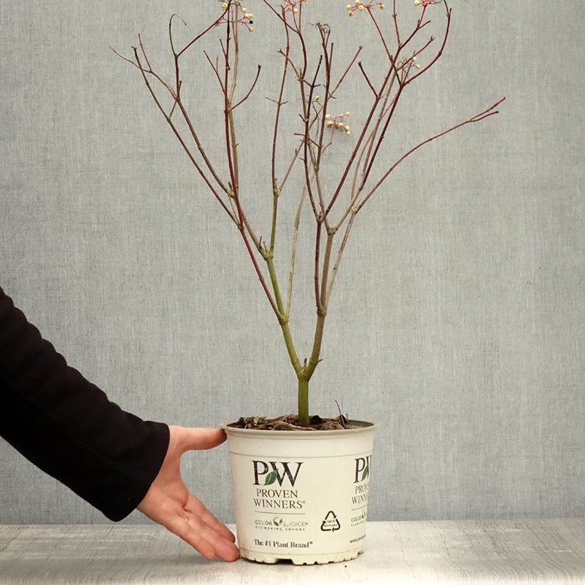 Cornus asperifolia var. drummondii SUNSHINY DROPS 2L/3L pot sample as delivered in autumn
