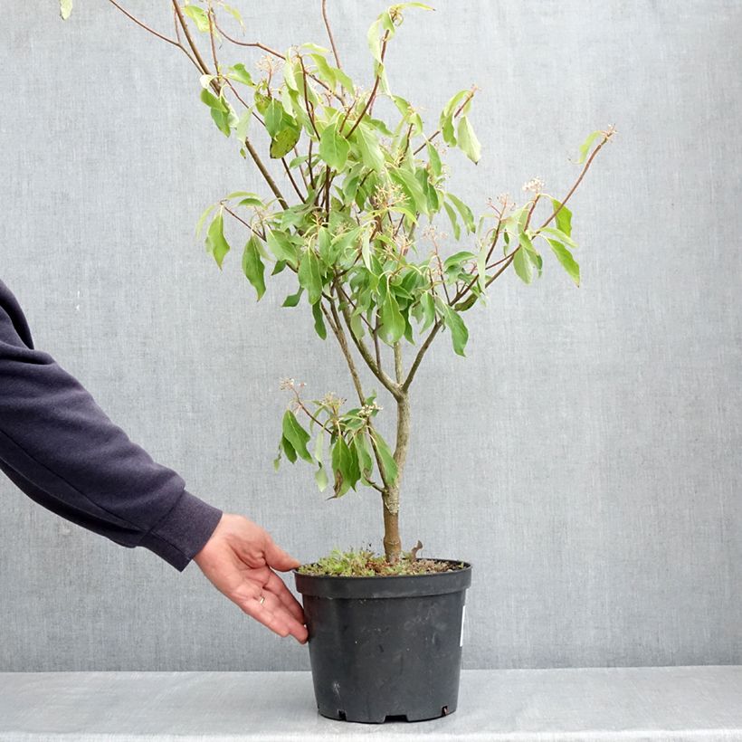 Cornus controversa Laska 4L/5L pot sample as delivered in spring