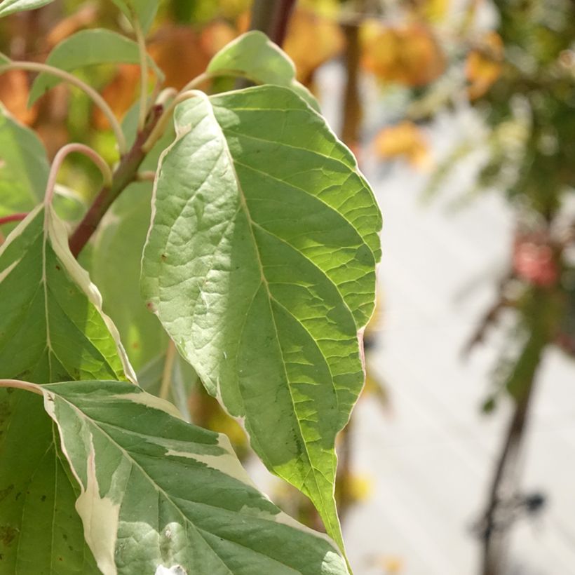 Cornus controversa Marginata Nord - Giant Dogwood (Foliage)