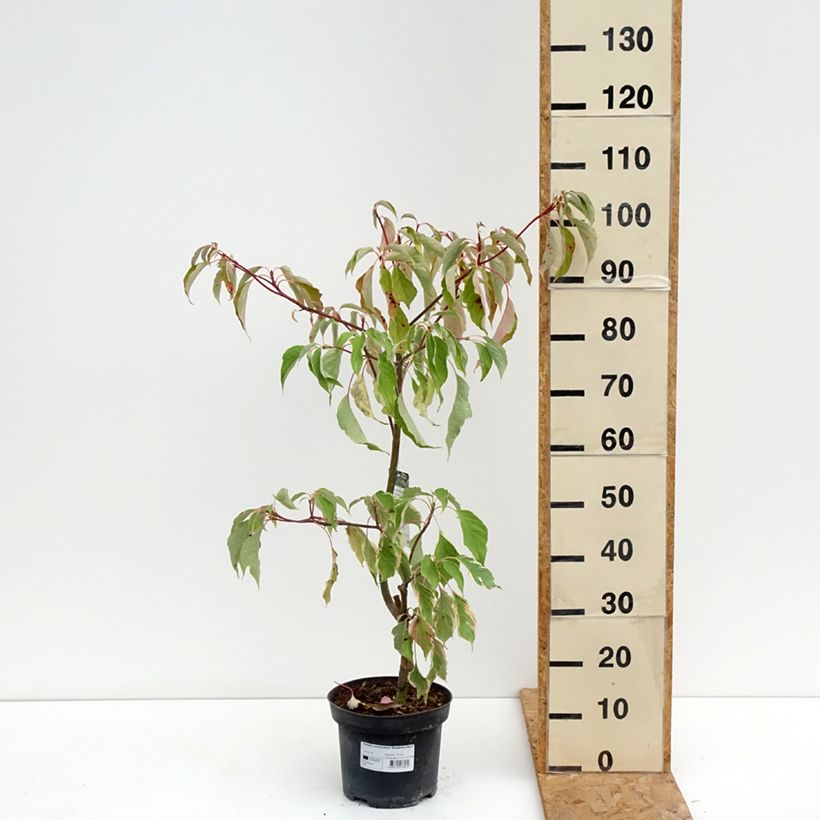 Cornus controversa Marginata Nord - Giant Dogwood 4L/5L pot sample as delivered in summer