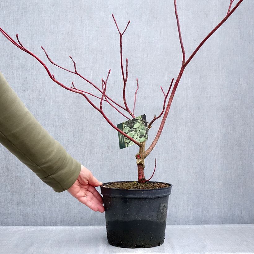Cornus controversa Marginata Nord - Giant Dogwood 4L/5L pot sample as delivered in winter