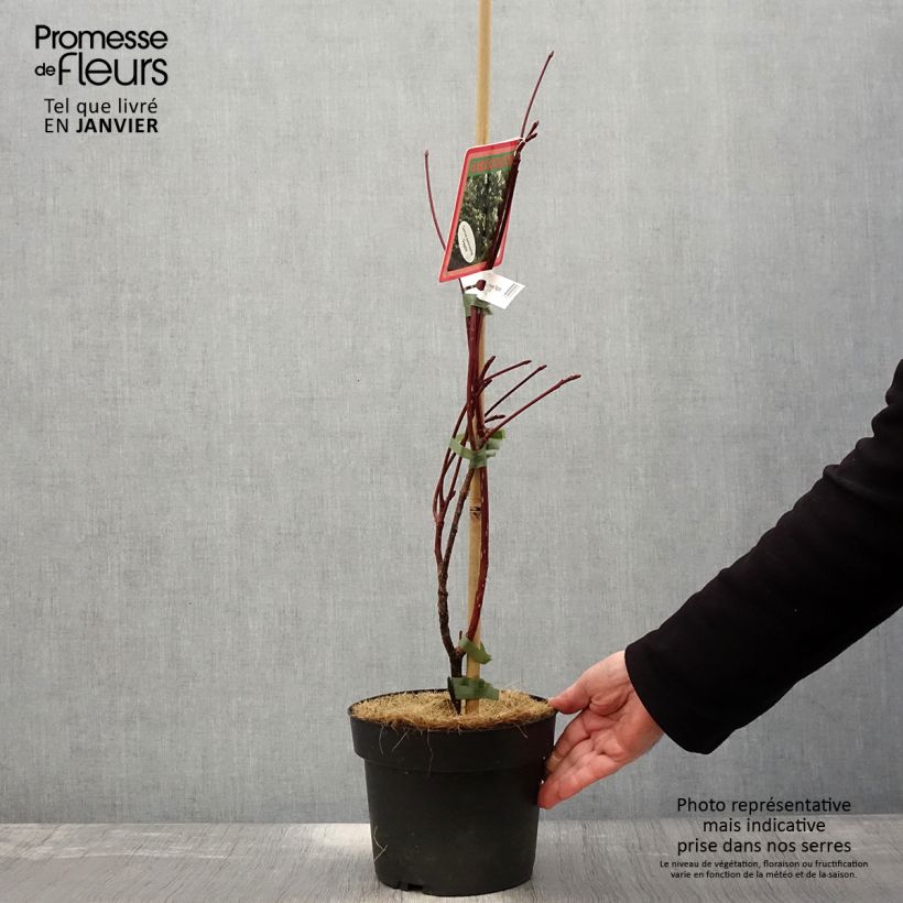 Cornus controversa Pagoda - Giant Dogwood 4L/5L pot sample as delivered in winter