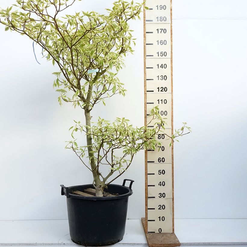 Cornus controversa Variegata - Giant Dogwood 50L/55L pot sample as delivered in spring