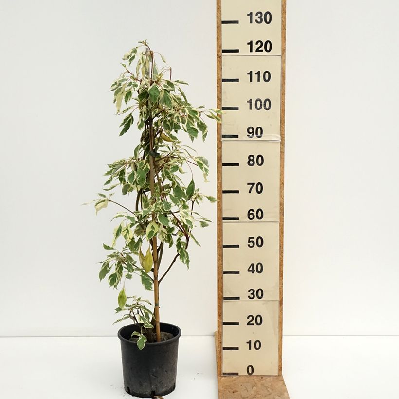 Cornus controversa Variegata - Giant Dogwood 7.5L/10L pot sample as delivered in summer