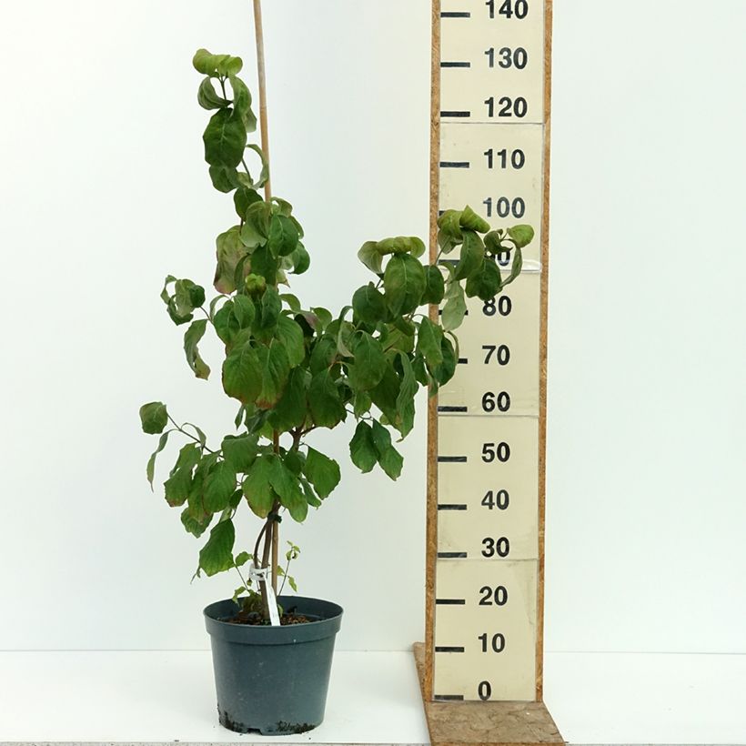 Cornus florida Cherokee Chief - Flowering Dogwood 7.5L/10L pot sample as delivered in summer