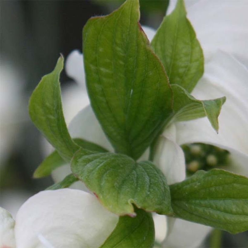Cornus florida Cloud Nine - Flowering Dogwood (Foliage)