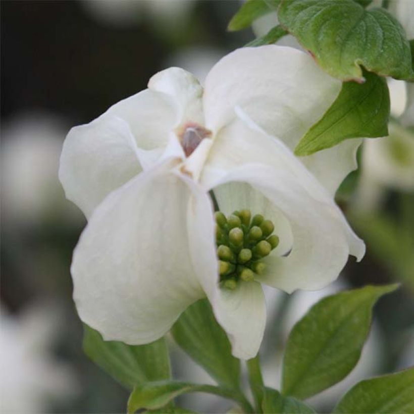 Cornus florida Cloud Nine - Flowering Dogwood (Flowering)