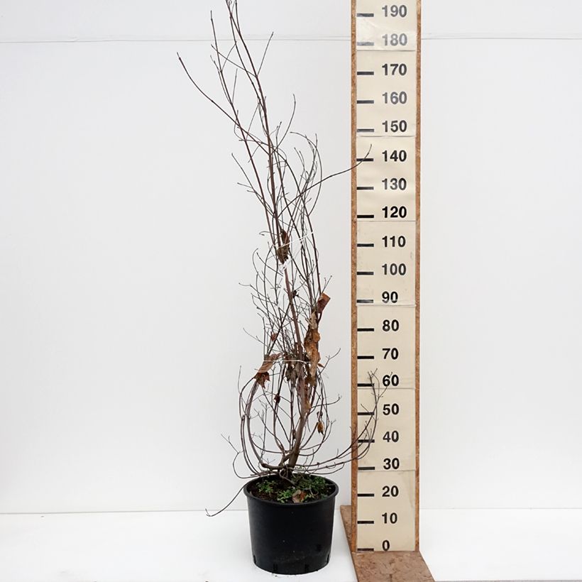 Flowering Dogwood - Cornus florida 18L/20L pot sample as delivered in winter