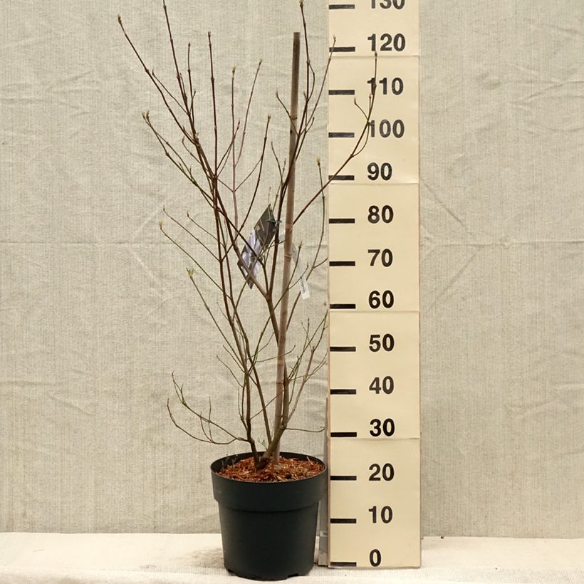 Flowering Dogwood - Cornus florida 7.5L/10L pot sample as delivered in spring