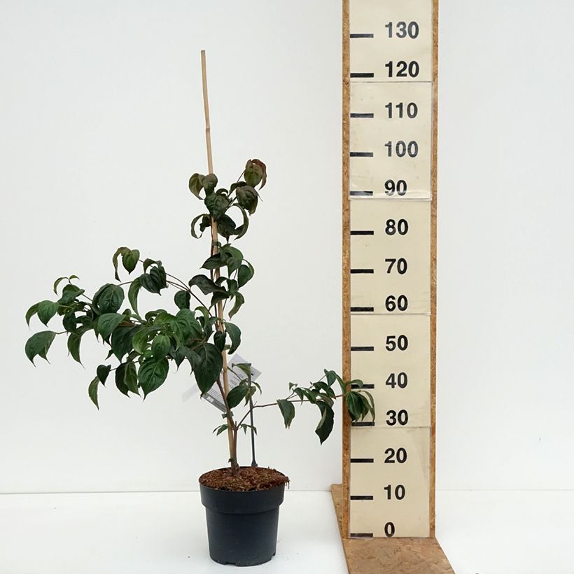 Cornus kousa Beni-fuji - Kousa Dogwood 6L/7L pot sample as delivered in autumn