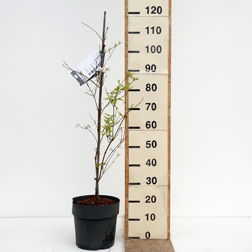 Cornus kousa Beni-fuji - Kousa Dogwood 6L/7L pot sample as delivered in spring
