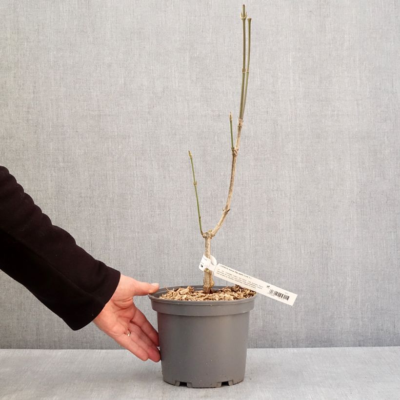 Cornus kousa  Big Apple 3L/4L pot sample as delivered in winter