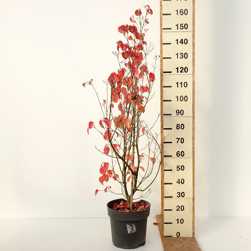 Cornus Blooming Merry Tetra - Flowering Dogwood 7.5L/10L pot sample as delivered in autumn