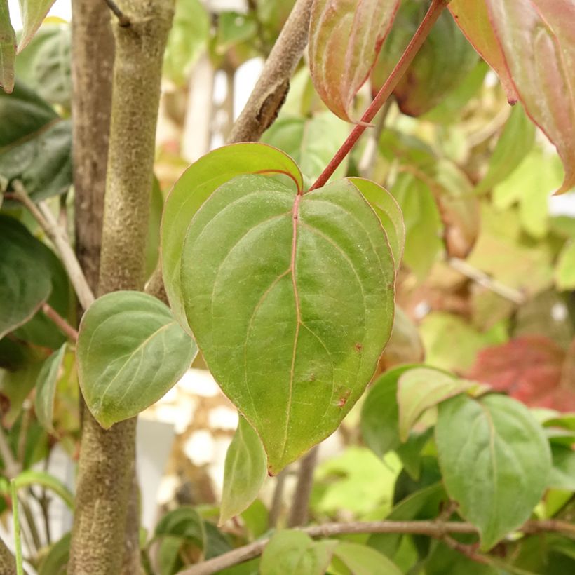 Cornus Blooming Pink Tetra - Flowering Dogwood (Foliage)