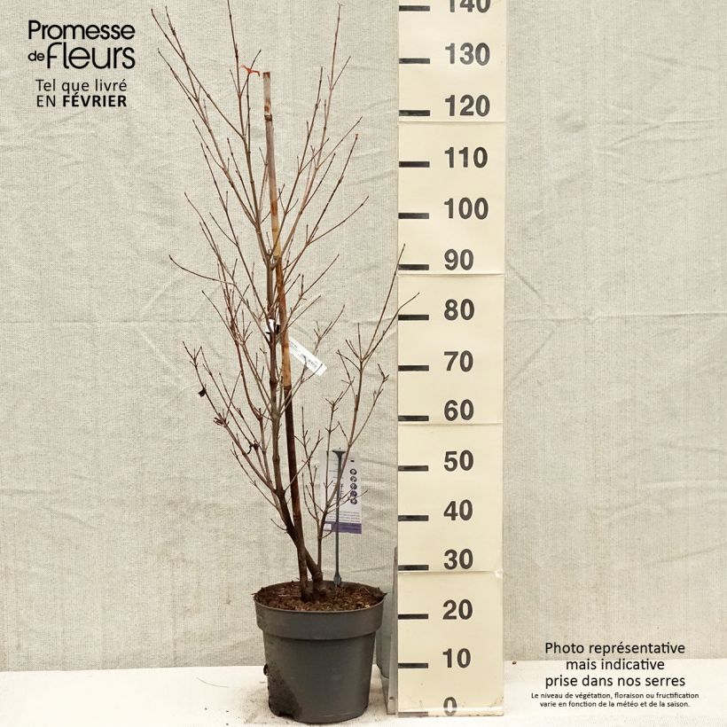 Cornus Blooming Pink Tetra - Flowering Dogwood 7.5L/10L pot sample as delivered in winter