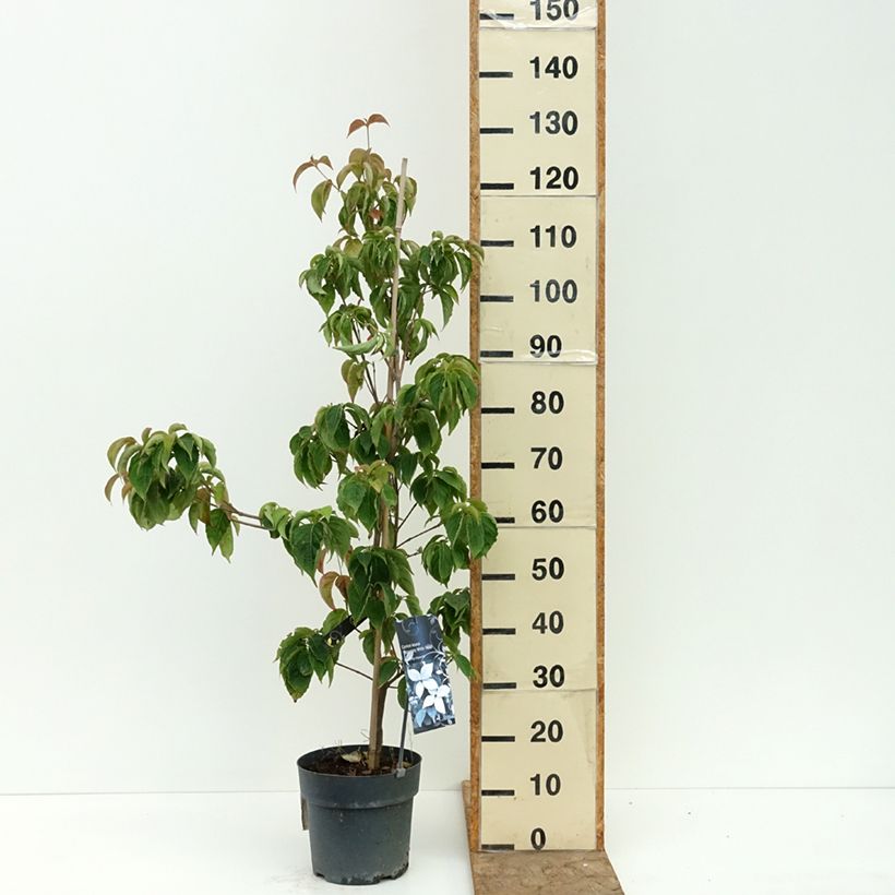 Cornus Blooming White Tetra - Flowering Dogwood 4L/5L pot sample as delivered in summer