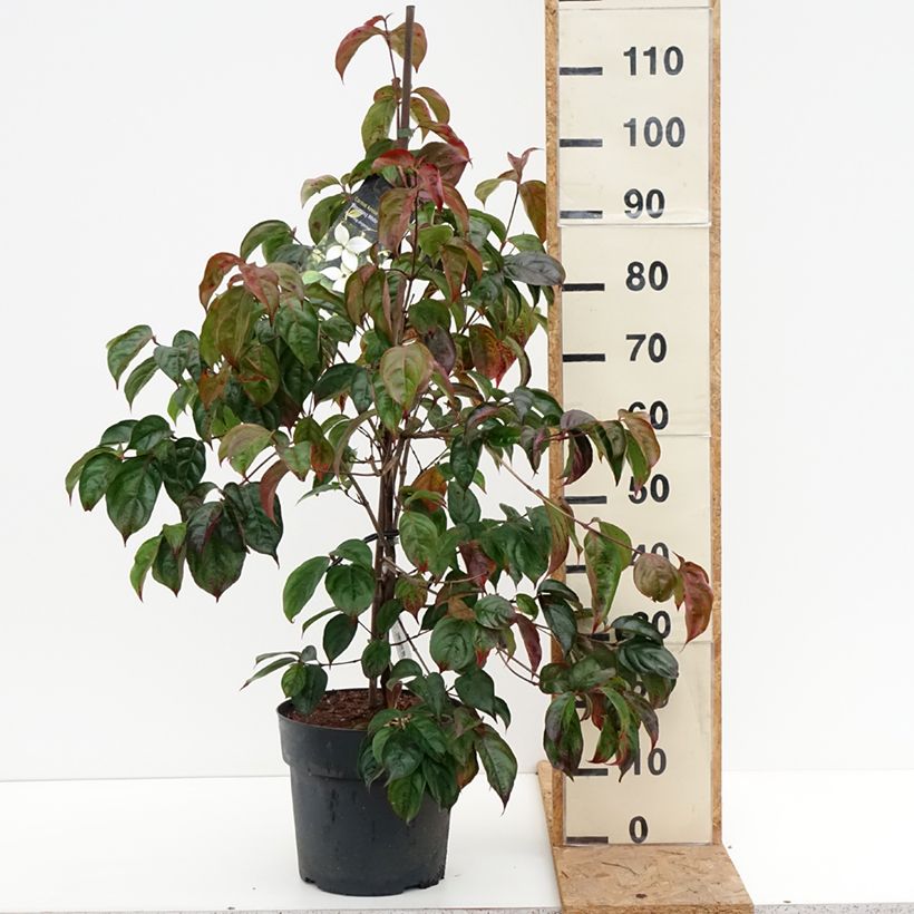 Cornus Blooming White Tetra - Flowering Dogwood 4L/5L pot sample as delivered in autumn