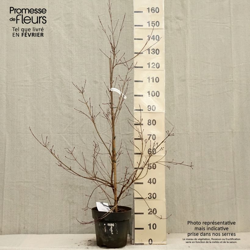 Cornus Blooming White Tetra - Flowering Dogwood 6L/7L pot sample as delivered in winter
