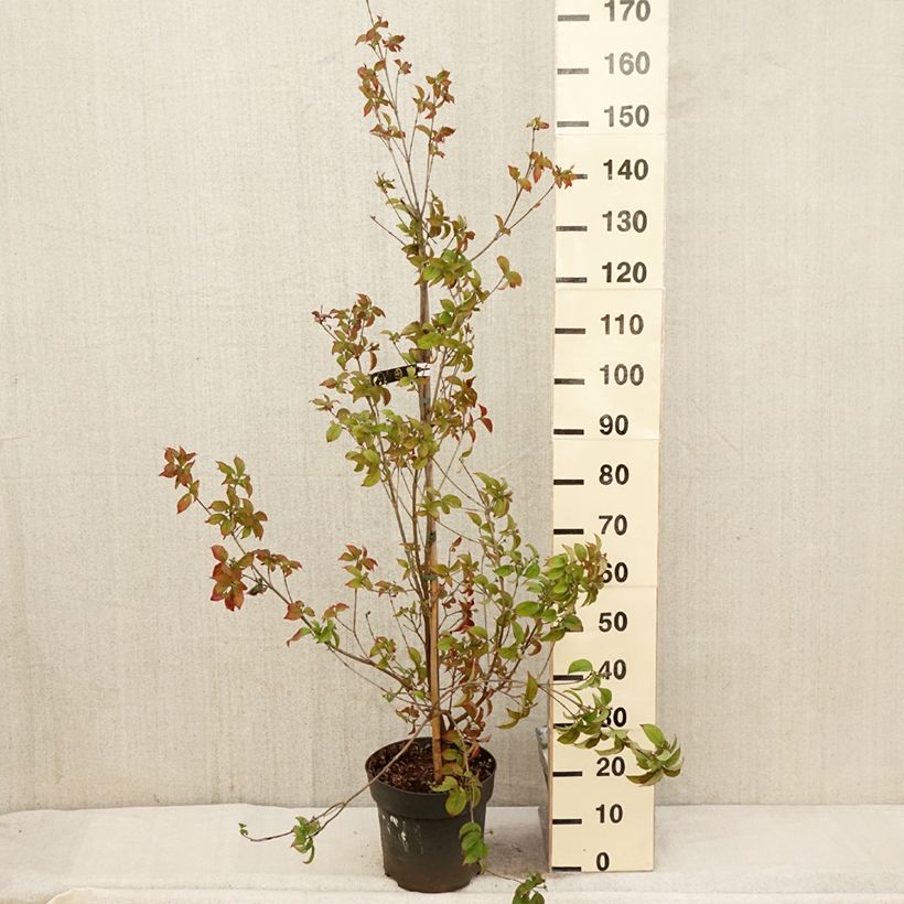 Cornus Blooming White Tetra - Flowering Dogwood 4L/5L pot sample as delivered in spring