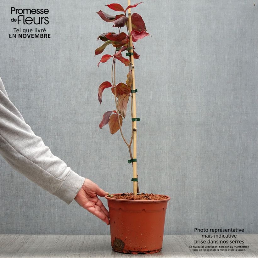 Cornus kousa Blue Shadow - Flowering Dogwood 4L/5L pot sample as delivered in autumn