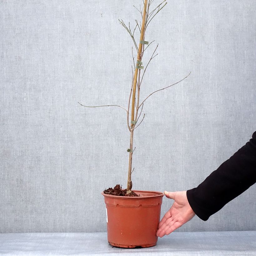 Cornus kousa Cappuccino - Flowering Dogwood 6L/7L pot sample as delivered in winter