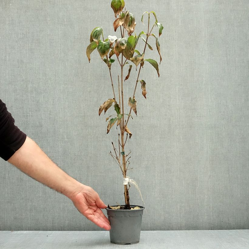 Cornus kousa Flower Tower - Flowering Dogwood 1L/1.5L pot sample as delivered in autumn