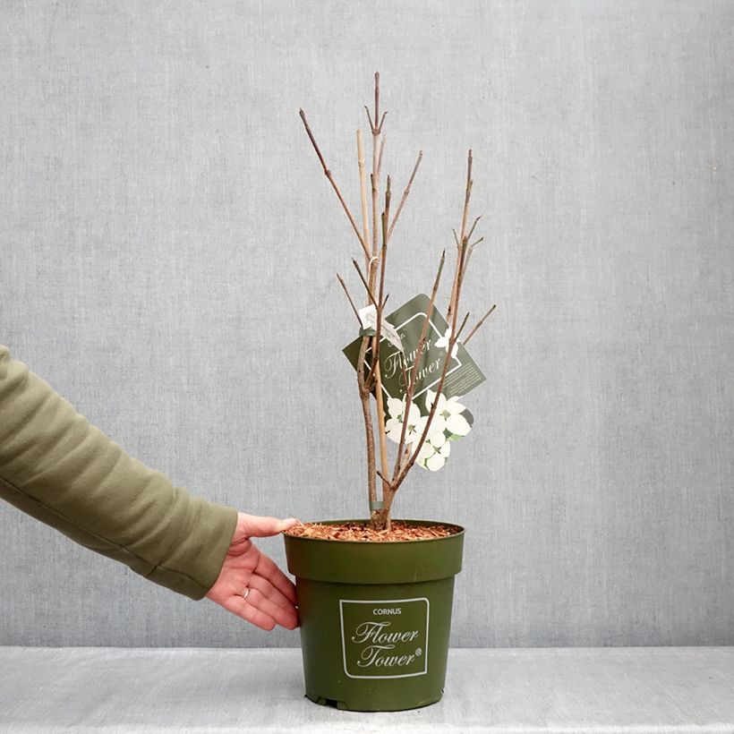 Cornus kousa Flower Tower - Flowering Dogwood 4L/5L pot sample as delivered in winter