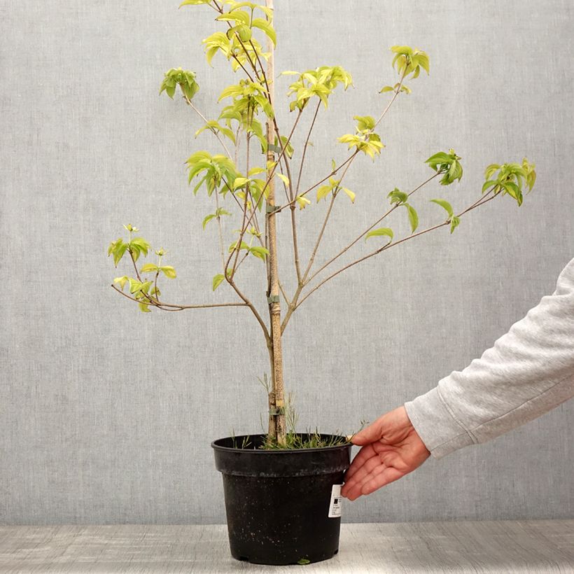 Cornus kousa Gold Star - Flowering Dogwood 4L/5L pot sample as delivered in spring