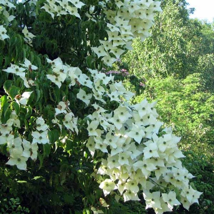 Cornus kousa Milky Way - Flowering Dogwood (Flowering)