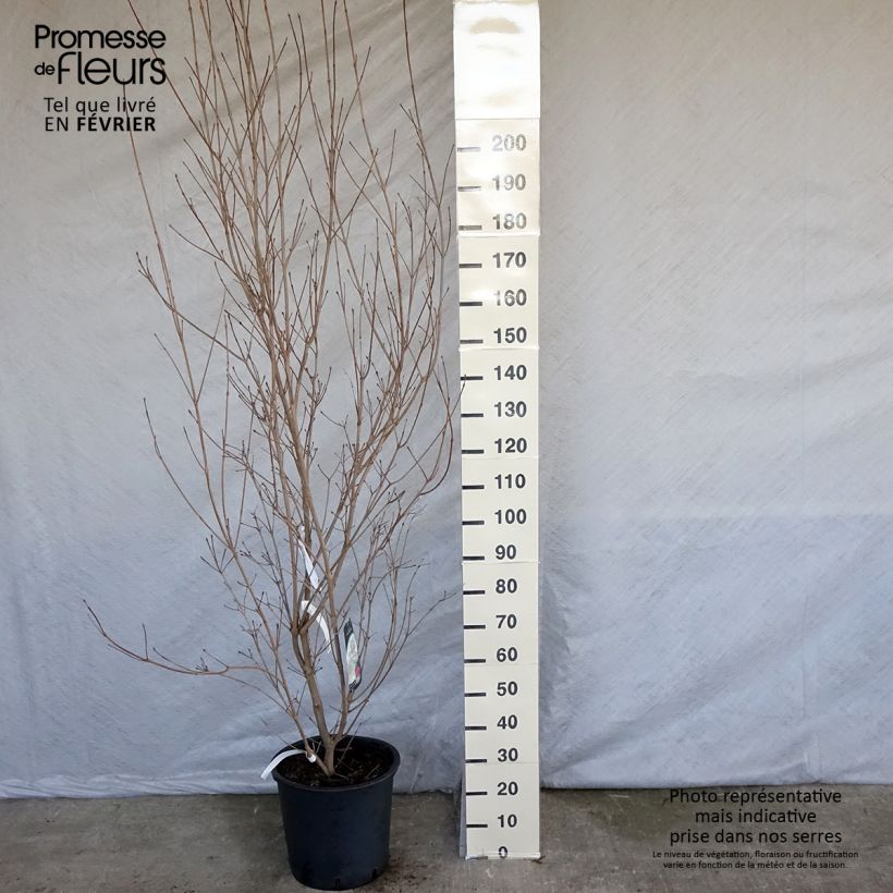 Cornus kousa Milky Way - Flowering Dogwood 18L/20L pot sample as delivered in winter